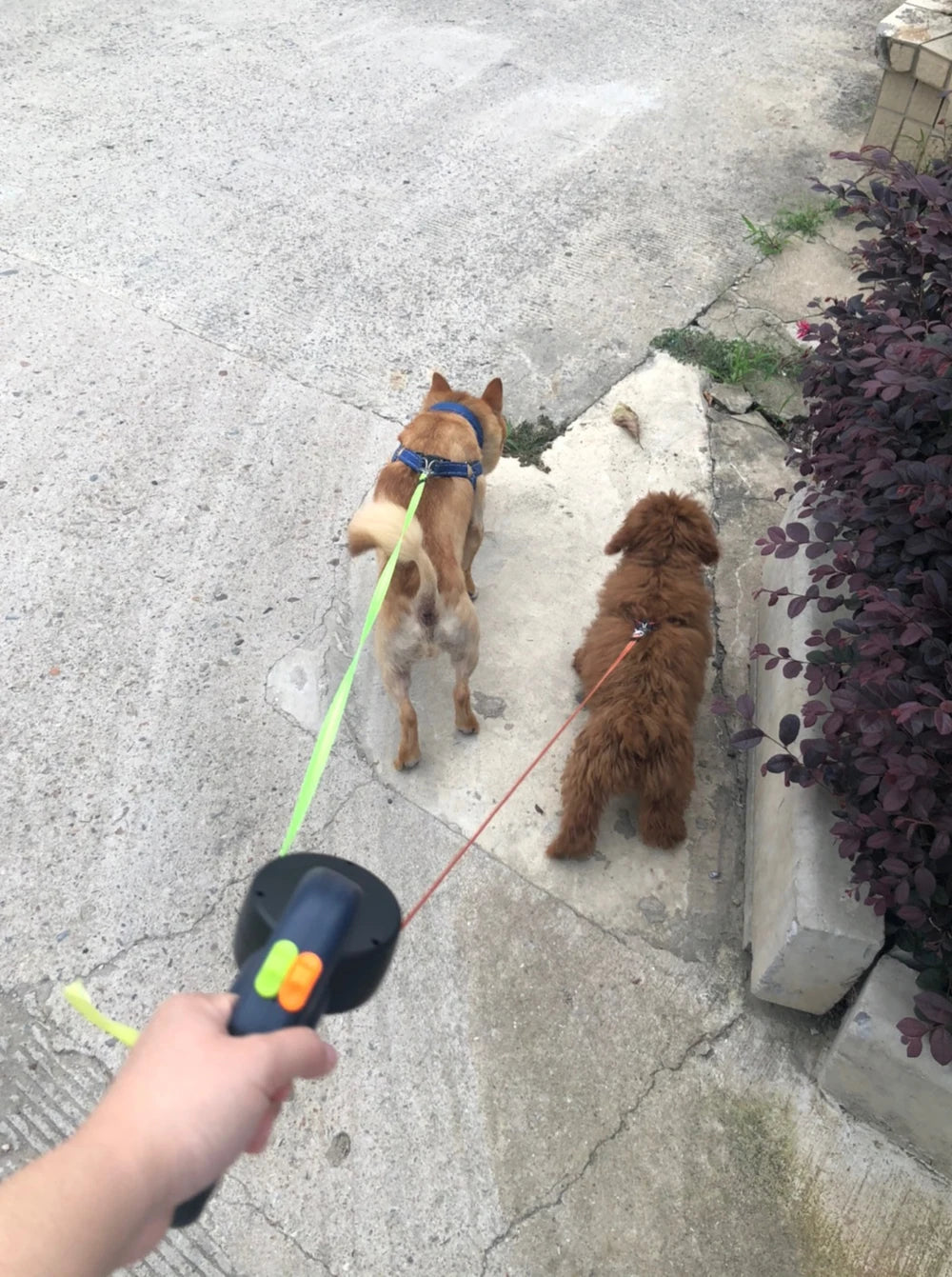 DuoLight Leash